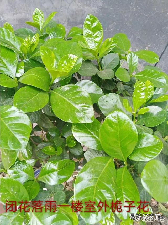 两周前买的栀子花和茉莉花,现在状态好像都不太好,该怎么养护?