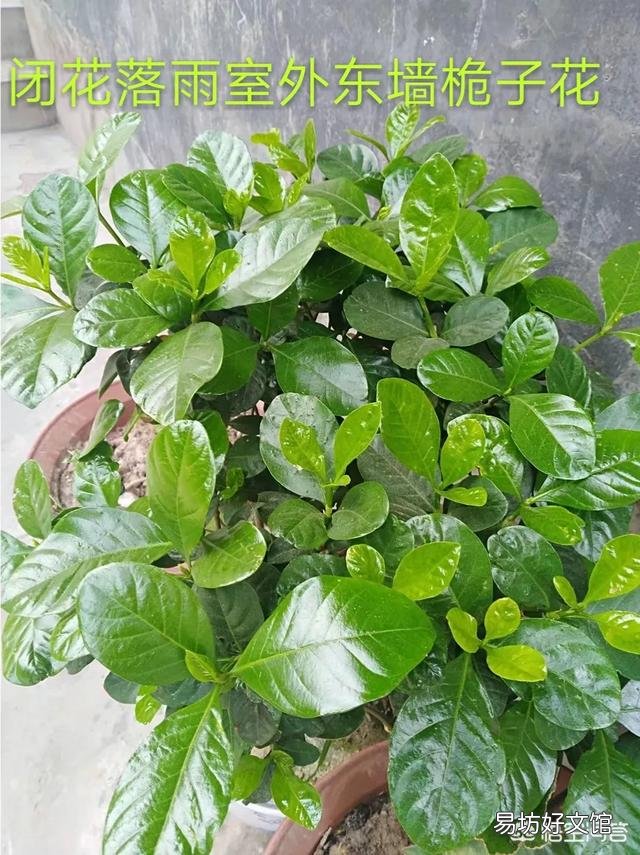 两周前买的栀子花和茉莉花,现在状态好像都不太好,该怎么养护?