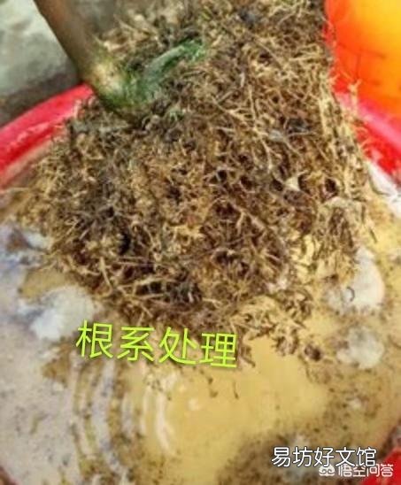 两周前买的栀子花和茉莉花,现在状态好像都不太好,该怎么养护?