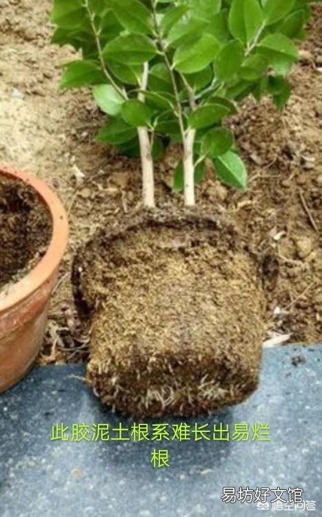 两周前买的栀子花和茉莉花,现在状态好像都不太好,该怎么养护?