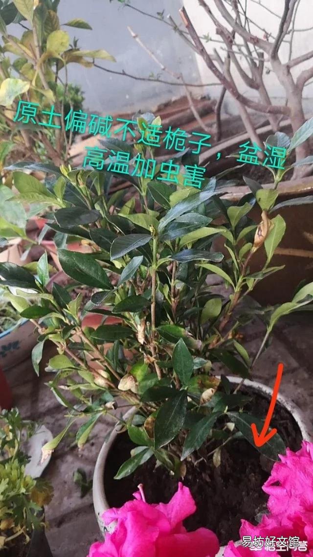 两周前买的栀子花和茉莉花,现在状态好像都不太好,该怎么养护?