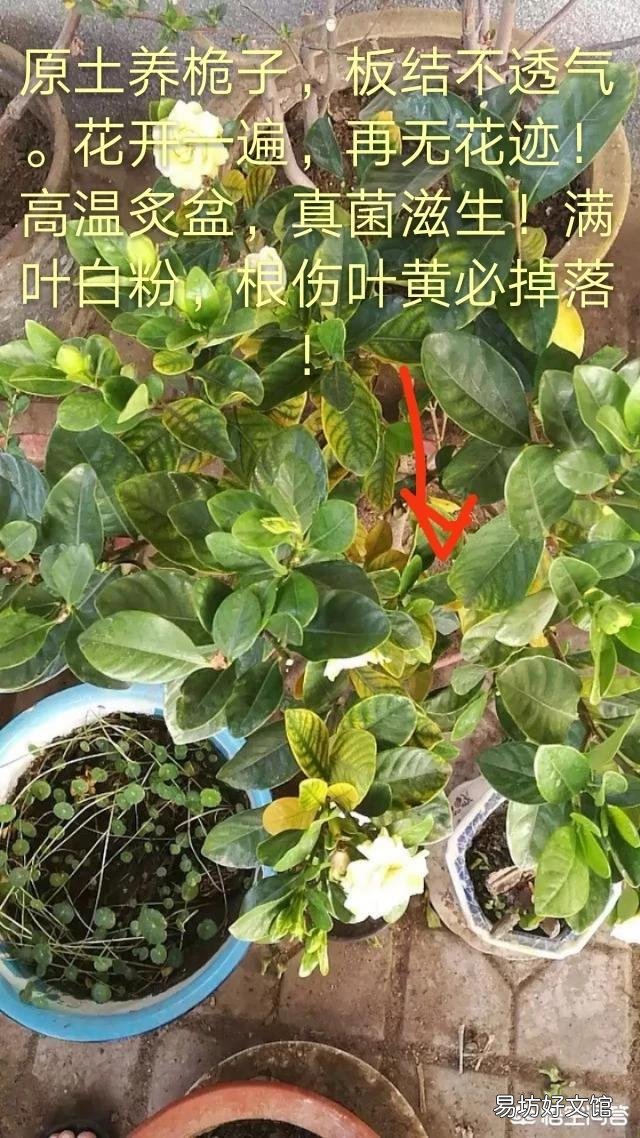 两周前买的栀子花和茉莉花,现在状态好像都不太好,该怎么养护?