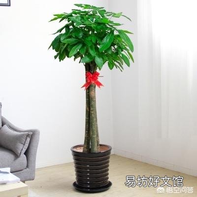 想在办公室里载盆大一点的花,选择什么花比较合适?
