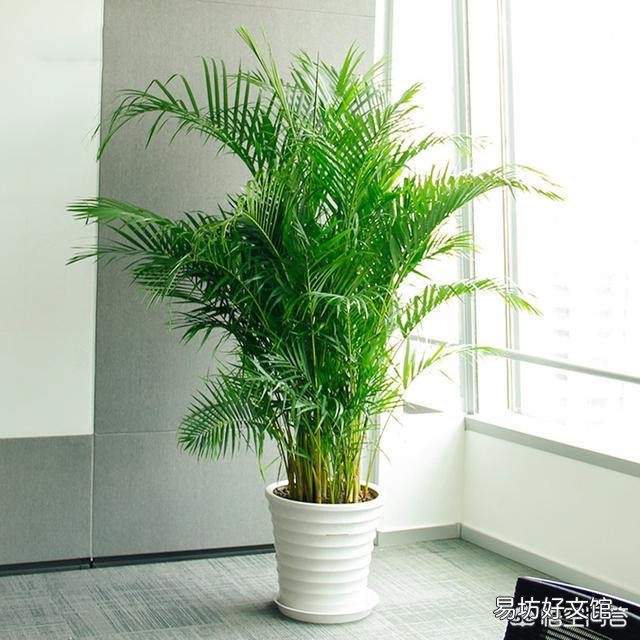 想在办公室里载盆大一点的花,选择什么花比较合适?
