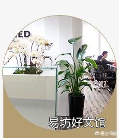 想在办公室里载盆大一点的花,选择什么花比较合适?