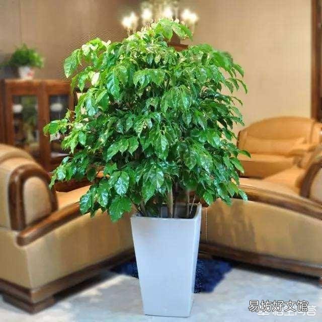想在办公室里载盆大一点的花,选择什么花比较合适?