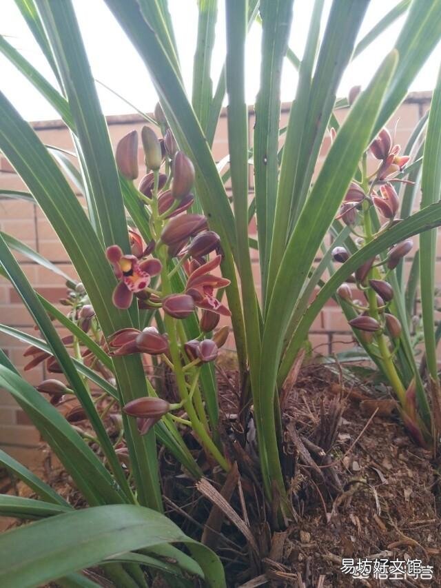 家庭养兰萌芽期间怎样管理?