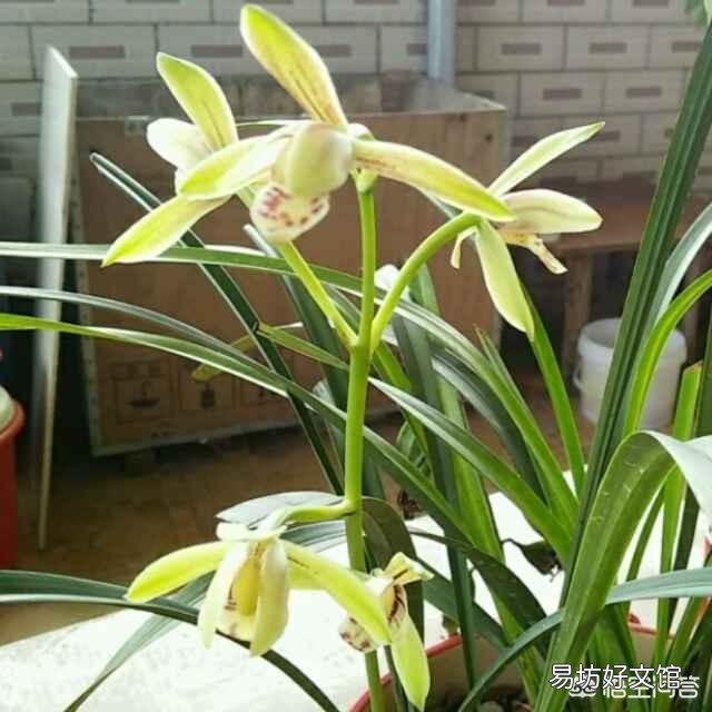 家庭养兰萌芽期间怎样管理?