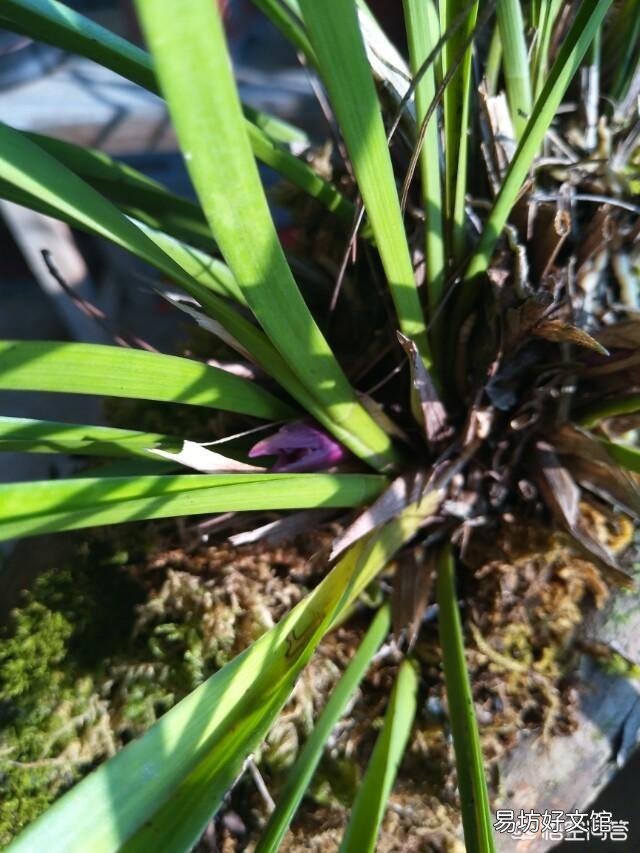 家庭养兰萌芽期间怎样管理?