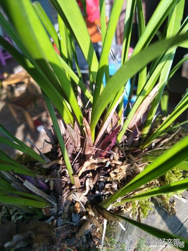 家庭养兰萌芽期间怎样管理?