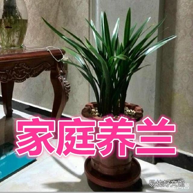 家庭养兰萌芽期间怎样管理?