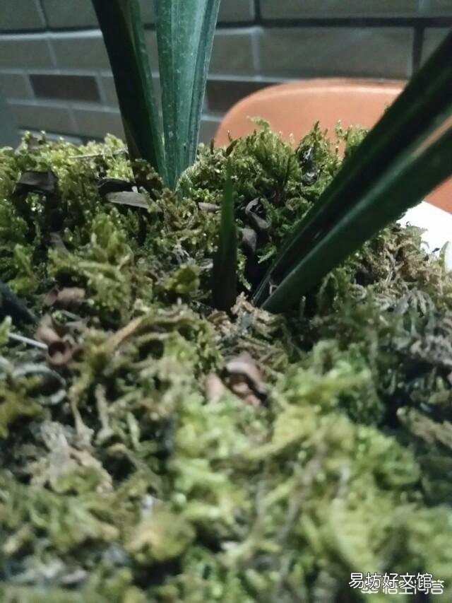 家庭养兰萌芽期间怎样管理?
