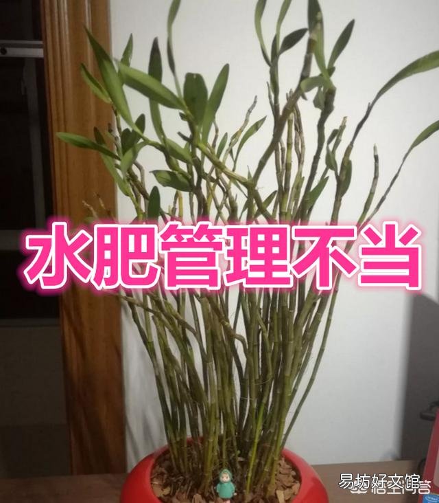 石斛干扁怎么办?