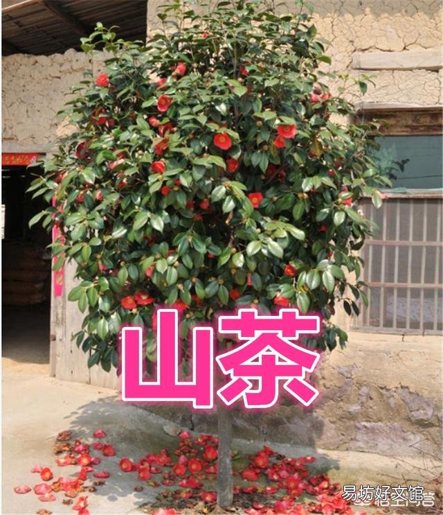 墙背面种什么树?