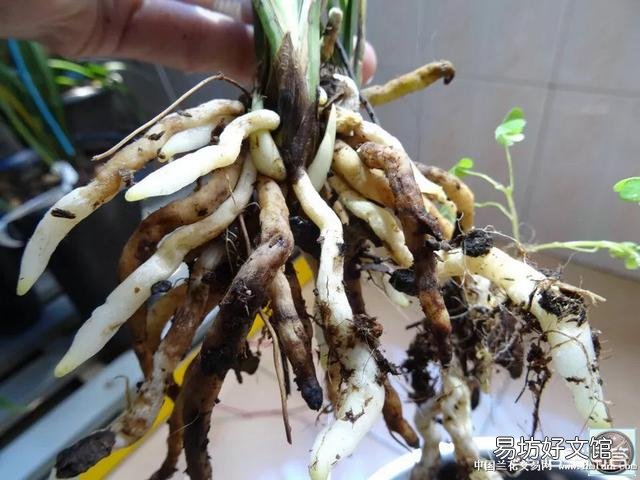 兰根细小不粗壮是什么原因造成的?