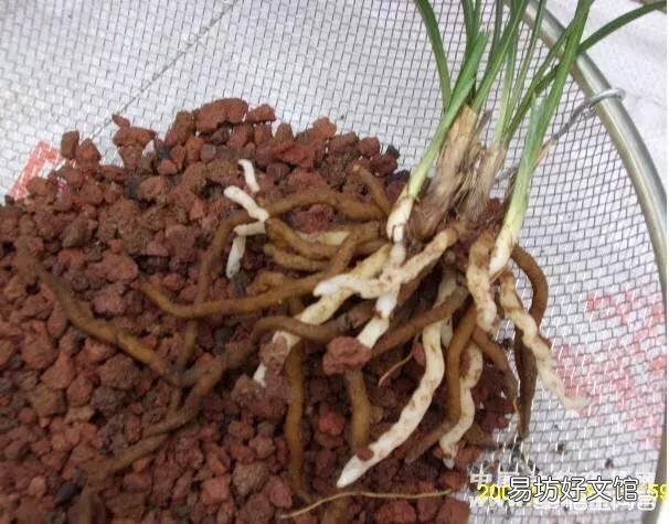 兰根细小不粗壮是什么原因造成的?