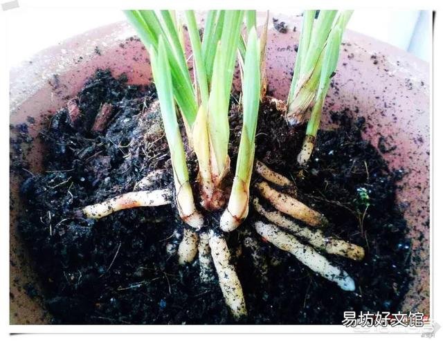 兰根细小不粗壮是什么原因造成的?