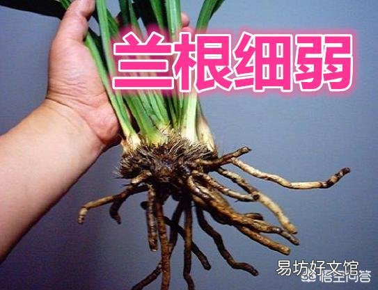 兰根细小不粗壮是什么原因造成的?