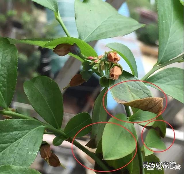 蓝莓开花了，好多叶子却干了，是怎么回事？