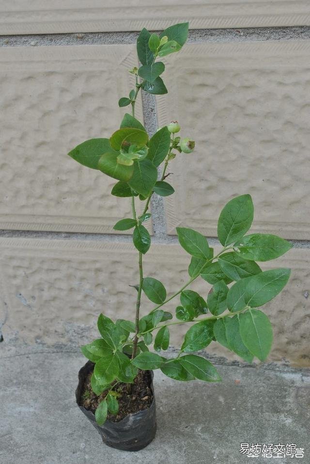 蓝莓开花了，好多叶子却干了，是怎么回事？