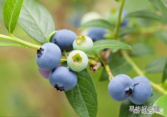 蓝莓开花了，好多叶子却干了，是怎么回事？