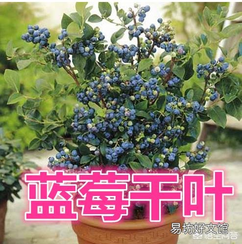 蓝莓开花了，好多叶子却干了，是怎么回事？