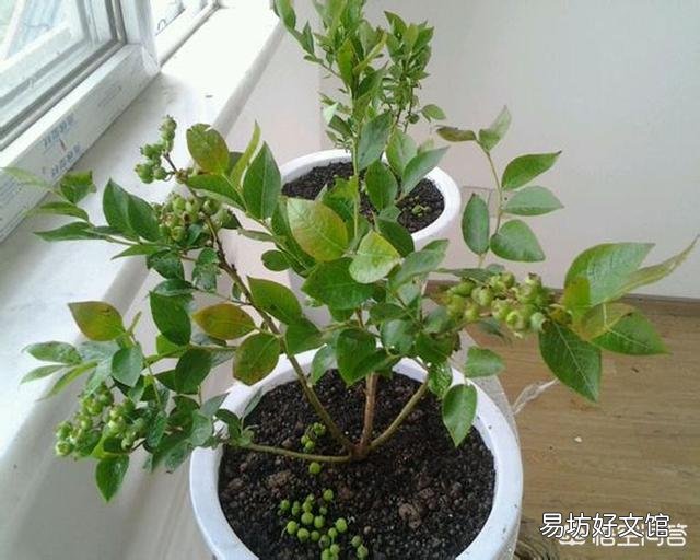 蓝莓开花了，好多叶子却干了，是怎么回事？
