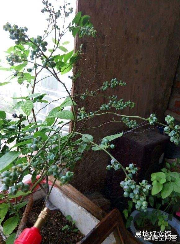 蓝莓开花了，好多叶子却干了，是怎么回事？