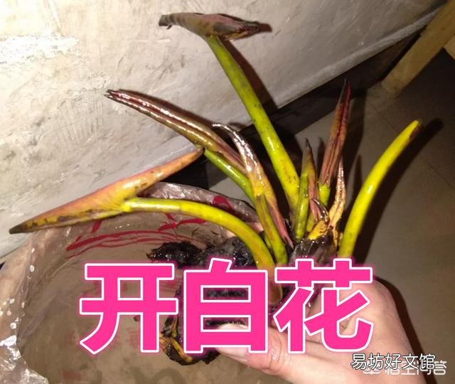 下图这株睡莲开出的花是什么颜色的?