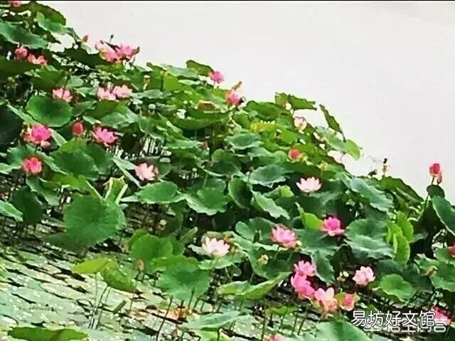 下图这株睡莲开出的花是什么颜色的?