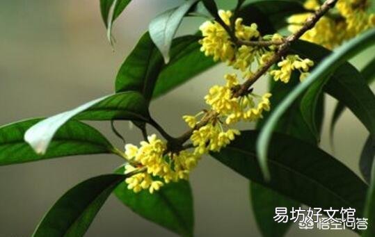 桂花树适合室内养殖吗？