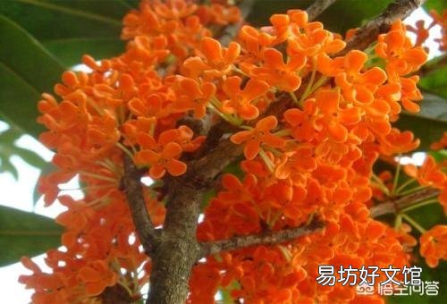 桂花树适合室内养殖吗？