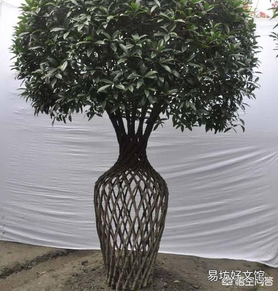 桂花树适合室内养殖吗？