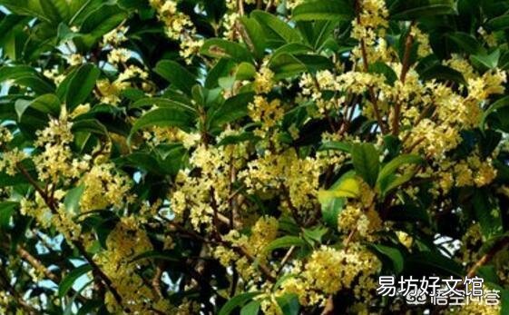 桂花树适合室内养殖吗？
