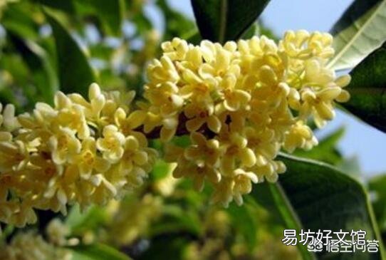 桂花树适合室内养殖吗？