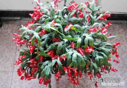 蟹爪兰叶片发黄不软，是什么原因？
