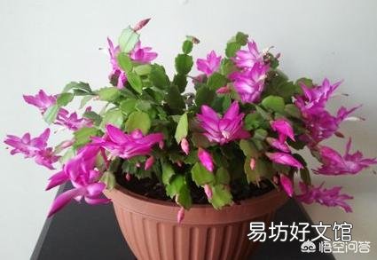蟹爪兰叶片发黄不软，是什么原因？