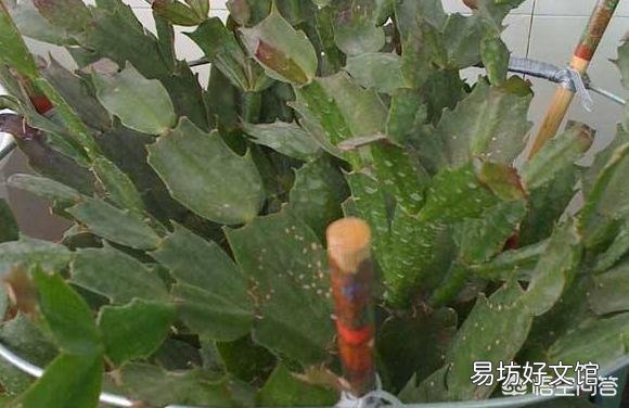 蟹爪兰叶片发黄不软，是什么原因？