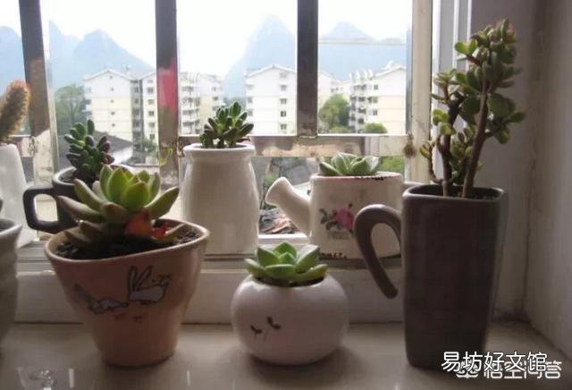多肉植物放在家中的什么位置比较好？