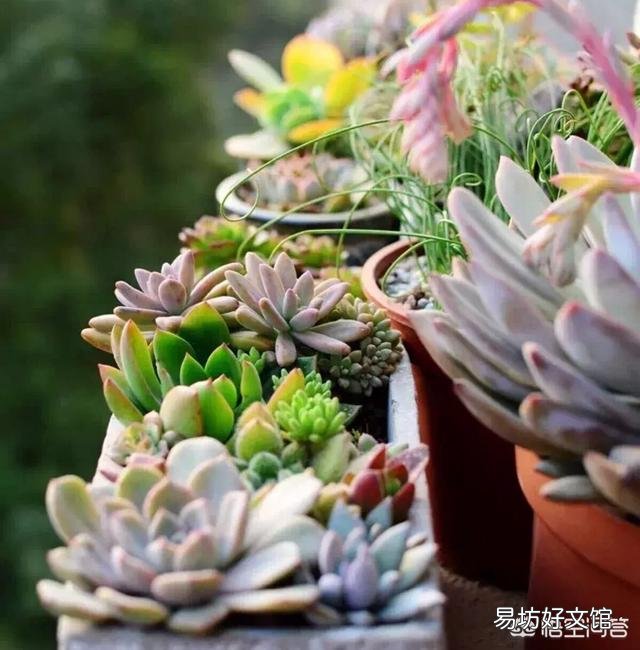 多肉植物放在家中的什么位置比较好？