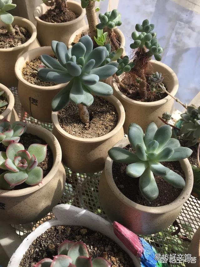 多肉植物放在家中的什么位置比较好？