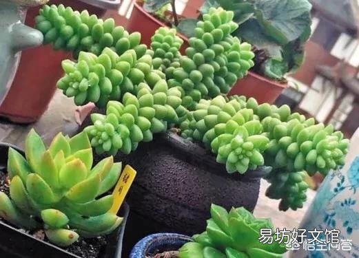 多肉植物放在家中的什么位置比较好？