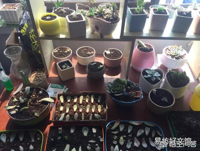 多肉植物放在家中的什么位置比较好？