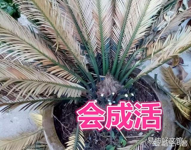 这铁树还会成活吗,还能萌发新叶吗?
