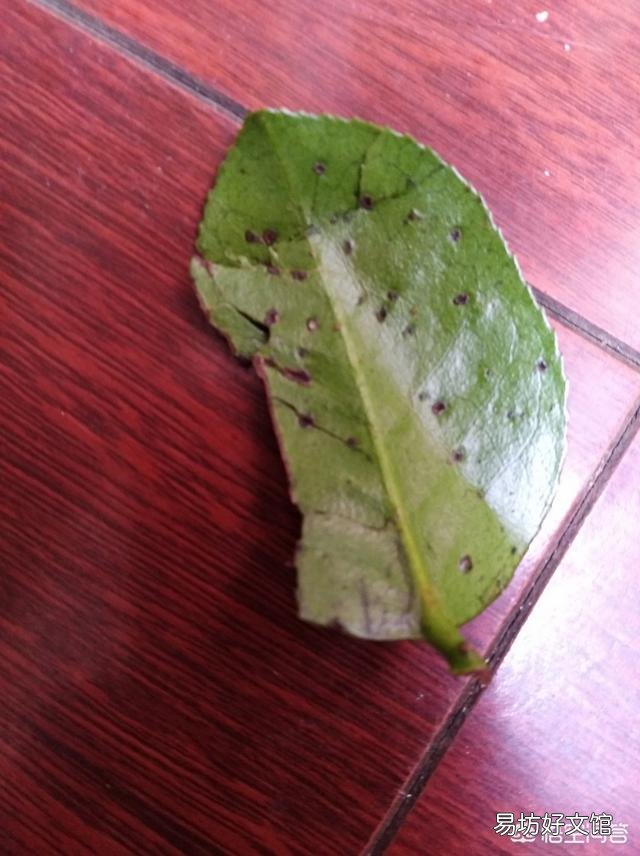 茶花买回来几个月了还没有生根,是怎么回事?