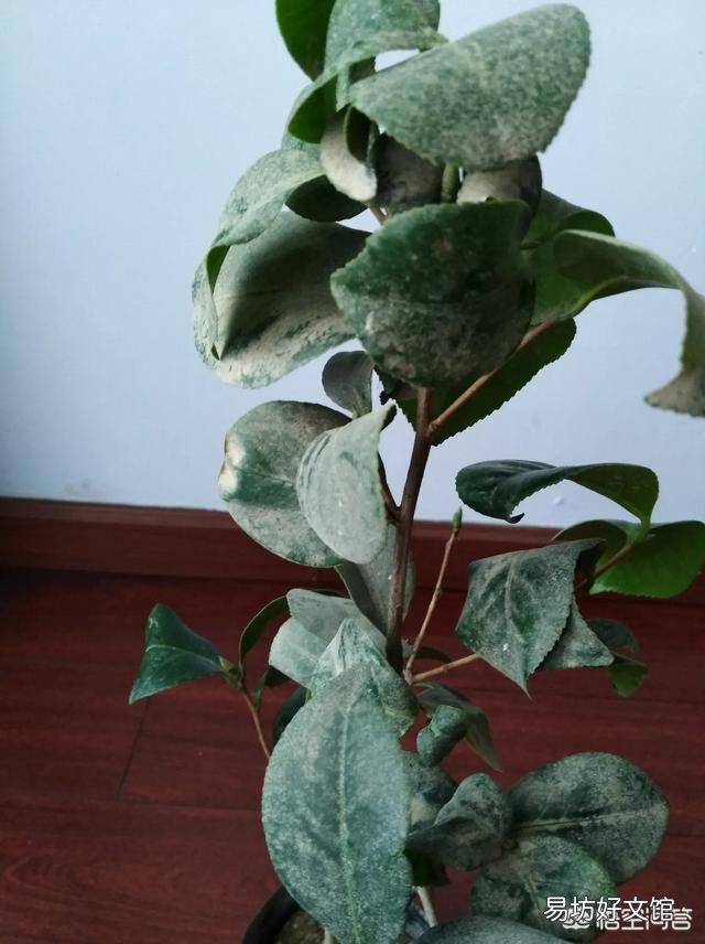 茶花买回来几个月了还没有生根,是怎么回事?
