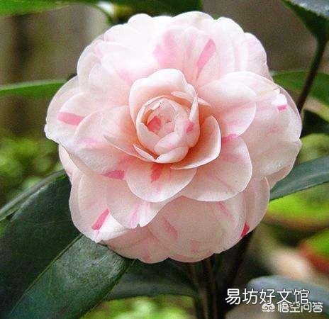 茶花买回来几个月了还没有生根,是怎么回事?