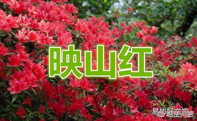 年前移栽了一盆老根映山红，后来花叶全枯死了，就是到现在不发新芽，怎么办？