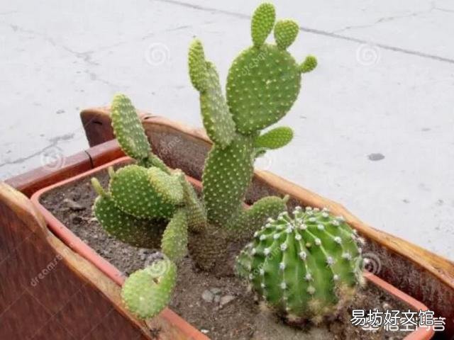 仙人掌新出的小掌为何发蔫？