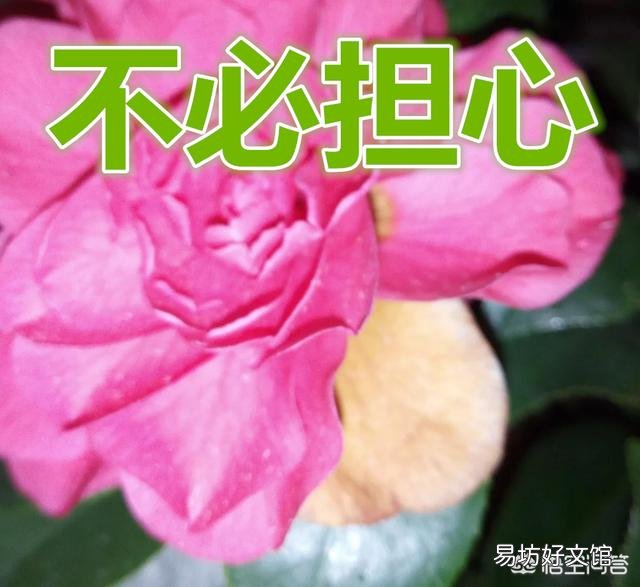 茶花的花瓣变黄了,正常吗?